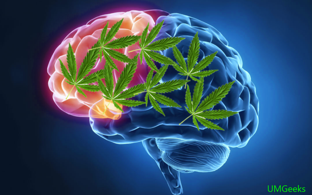 How does cannabis use affect our brain? - UMGeeks