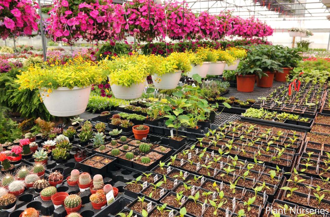How Plant Nurseries Can Help You Achieve Your Garden Goals